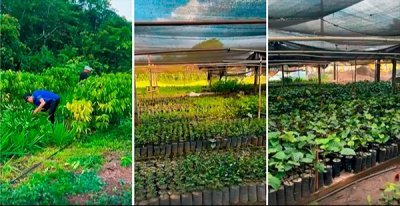 Fortalecendo a Agricultura em Maués